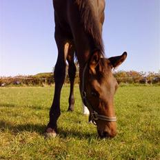 Dansk Varmblod Østergårdens Sabrina