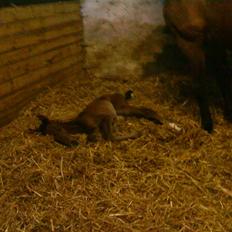 Dansk Varmblod Østergårdens Sabrina