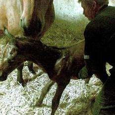 Dansk Varmblod Østergårdens Sabrina
