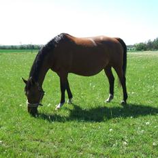 Dansk Varmblod Waldau  