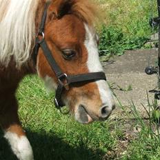 Shetlænder Lille Rasmine 