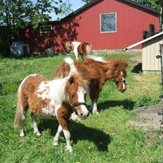 Shetlænder Lille Rasmine 