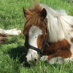 Shetlænder Lille Rasmine 