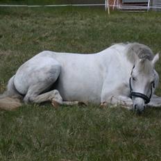 Welsh Pony (sec B) korreborgs figaro(SOLGT):