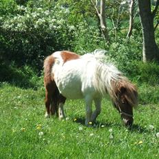 Shetlænder Hov´sa 