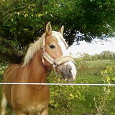 Haflinger Bayla(Solgt)