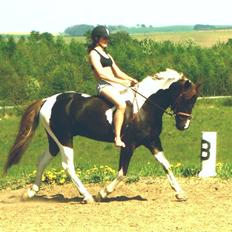 Pinto Sir-Rex Højgård  *Solgt*