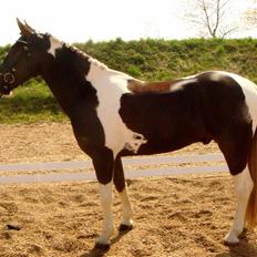 Pinto Sir-Rex Højgård  *Solgt*