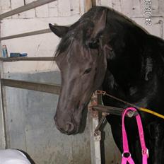 Frieser Joukje Oldaa J