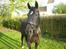 Oldenborg FREJA<3 - Freja 2008