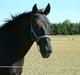Oldenborg Enrica
