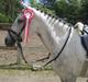 Hollandsk Sportspony Pepper (Filur)