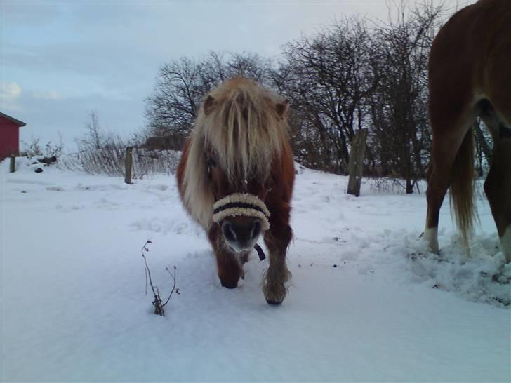 Shetlænder - Tango  †  Min engel!  † - Tango i sne :D billede 15