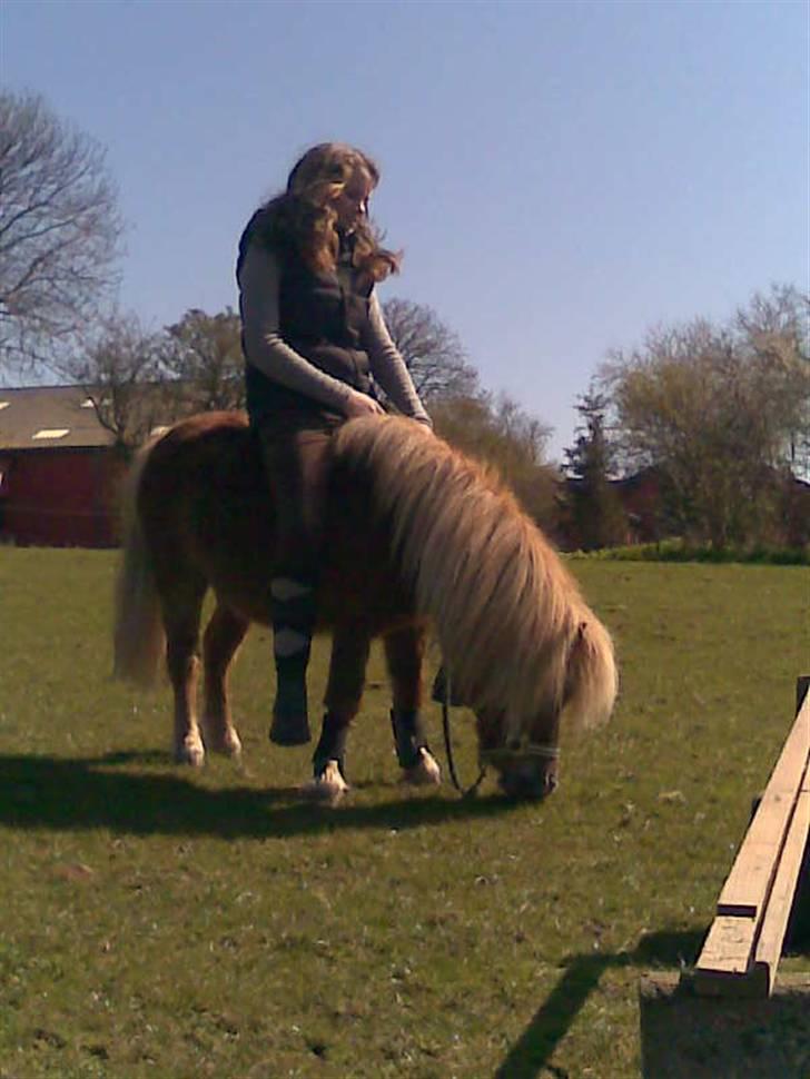 Shetlænder - Tango  †  Min engel!  † - Opvarmning / Græsning:) billede 16