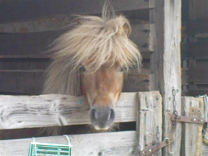 Shetlænder - Tango  †  Min engel!  † - I boksen på dyrskuet :D billede 2