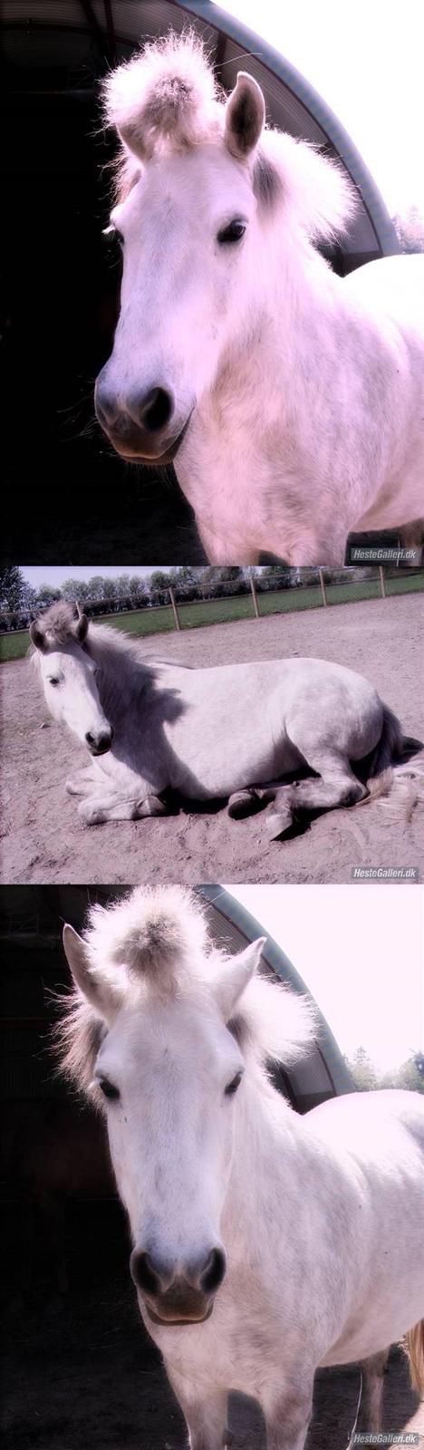 Islænder | Hlin fra Helgenæs  billede 3