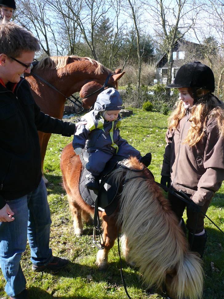 Shetlænder - Tango  †  Min engel!  † - Min lille nevø, Mikkel på 10 mdr. var oppe og ride på Tango : } billede 17