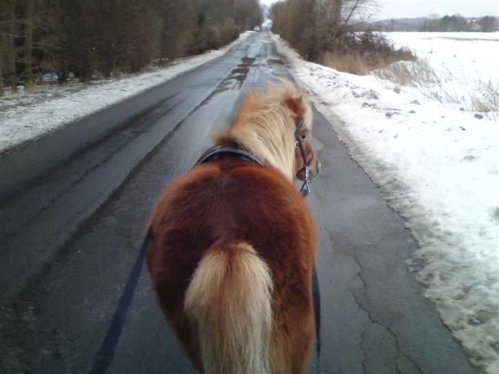 Shetlænder - Tango  †  Min engel!  † - Tango for lange liner :) 2. gang han prøver det :D  **Bidløst** billede 18