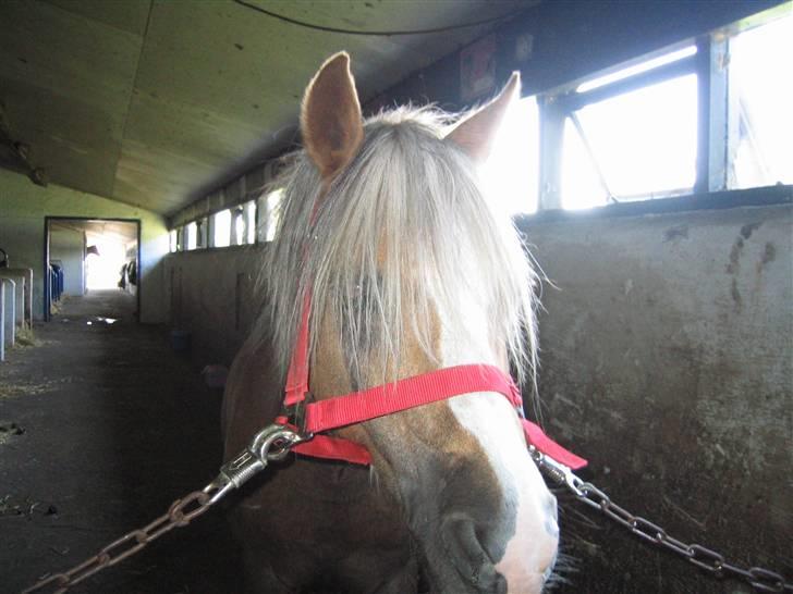 Anden særlig race Jamaica(red før sommer08) - foto: mig billede 6