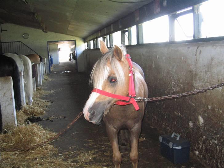 Anden særlig race Jamaica(red før sommer08) - Den smukke :) foto: mig billede 10