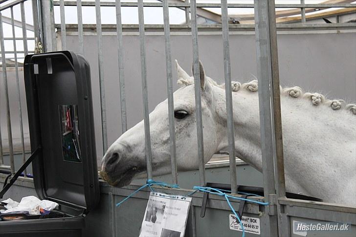 Connemara Maalings Mirabel B-PONY - Belle hygger sig i boksen på Morsø. Foto: Anne Krogh billede 8