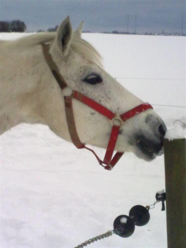 Connemara Maalings Mirabel B-PONY - Belle i sneen optaget af en pæl. :D <3 Foto: Mig. (; billede 9