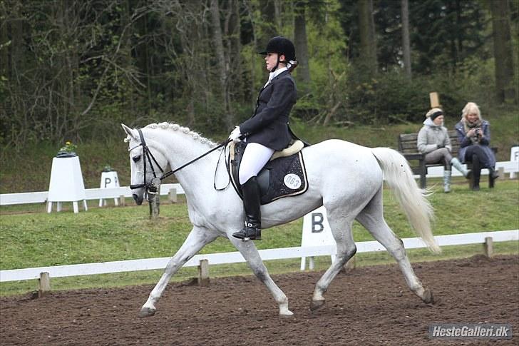 Connemara Maalings Mirabel B-PONY - Morsø 2010. Foto: Anne Krogh billede 11