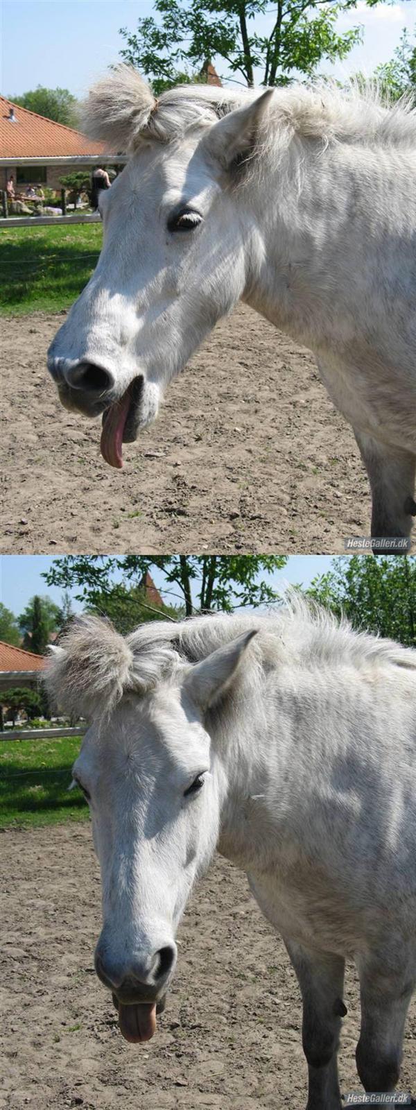 Islænder | Hlin fra Helgenæs  billede 4