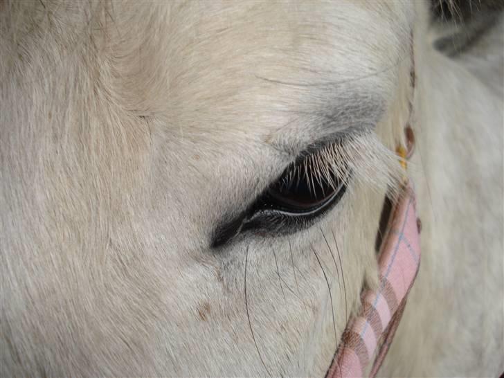 Islænder | Hlin fra Helgenæs  billede 5