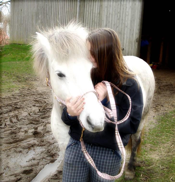 Islænder | Hlin fra Helgenæs  billede 6
