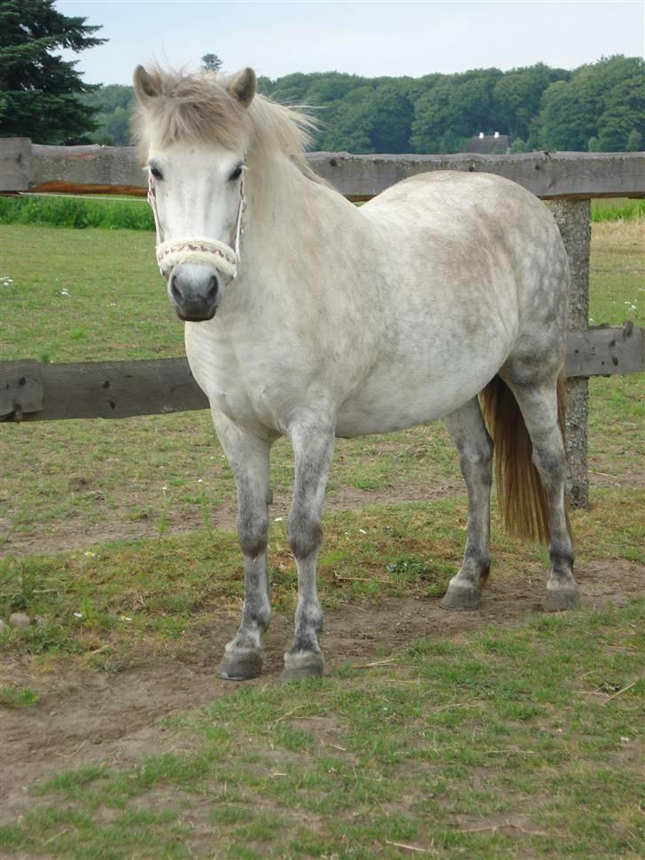 Islænder | Hlin fra Helgenæs  billede 7