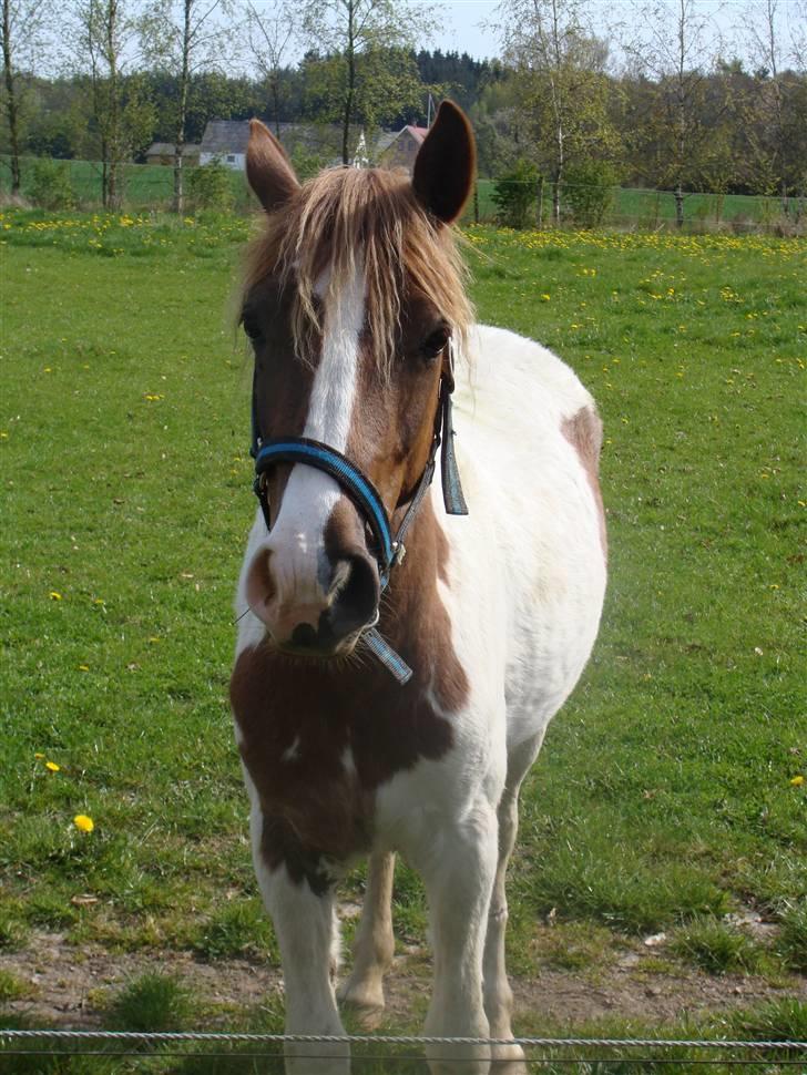Pinto Kazella Nyberg - kazella maj 08 billede 3