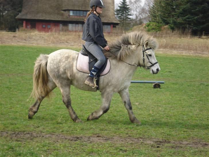 Islænder | Hlin fra Helgenæs  billede 8