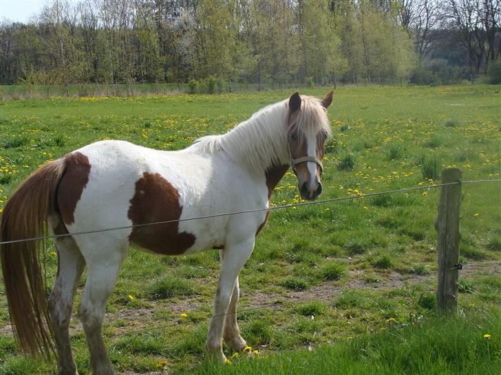 Pinto Kaluu Nyberg udlånt  - kalu maj 08 billede 12