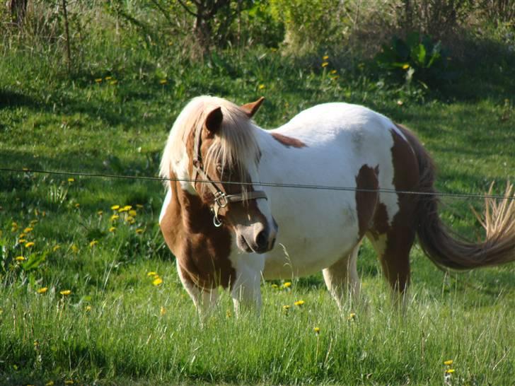Pinto Kaluu Nyberg udlånt  - kaluu maj 08 billede 13