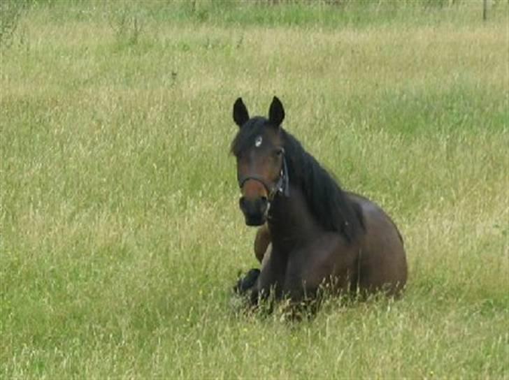 DSP Die Fiene Coleen - Coleen tager lige en slapper billede 1