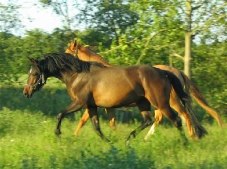 DSP Die Fiene Coleen - hendes lækre trav billede 2