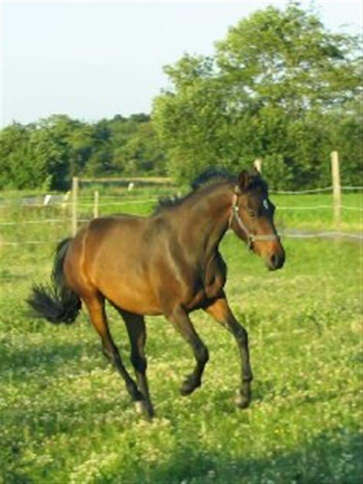 DSP Die Fiene Coleen - Hendes fine galop billede 3