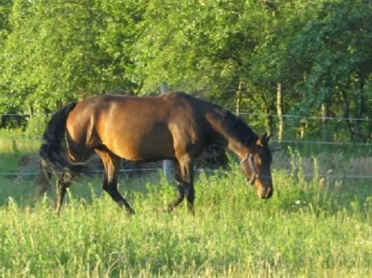 DSP Die Fiene Coleen - Snuse Snuse billede 4