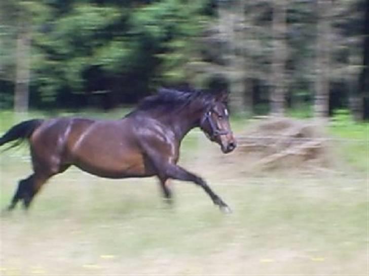 DSP Die Fiene Coleen - Fuld fart frem billede 5