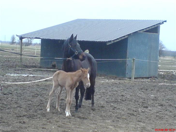 DSP Die Fiene Coleen - Coleen og lille følle (hercules) billede 6