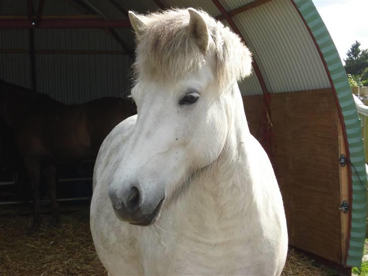 Islænder | Hlin fra Helgenæs  billede 9