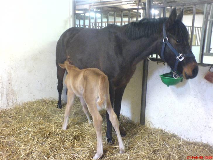 DSP Die Fiene Coleen - Coleen og Hercules billede 7