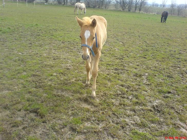 DSP Die Fiene Coleen - Fredens Kuli Hercules billede 8