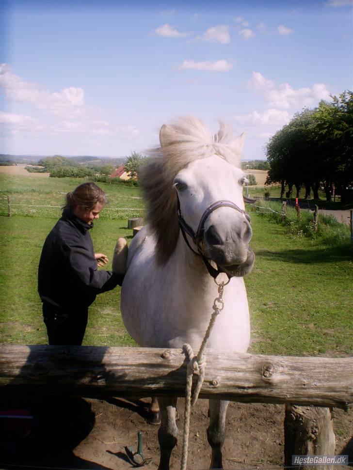 Islænder | Hlin fra Helgenæs  billede 11