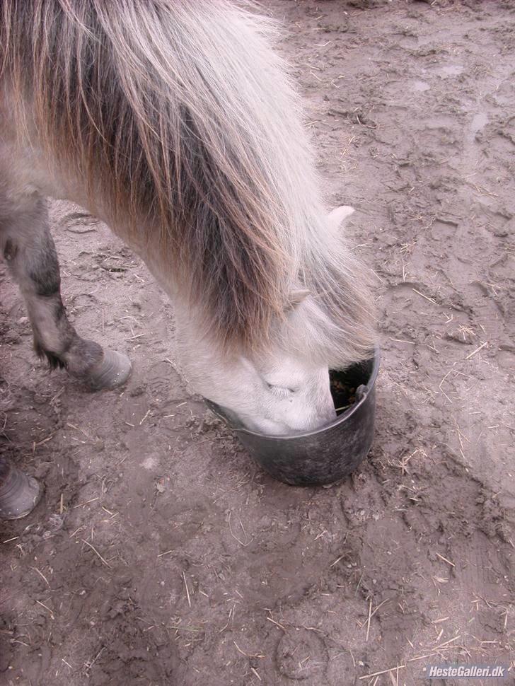 Islænder | Hlin fra Helgenæs  billede 12