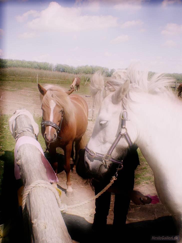 Islænder | Hlin fra Helgenæs  billede 13