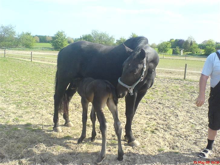 Oldenborg Enrica - Ricamus og føl billede 4