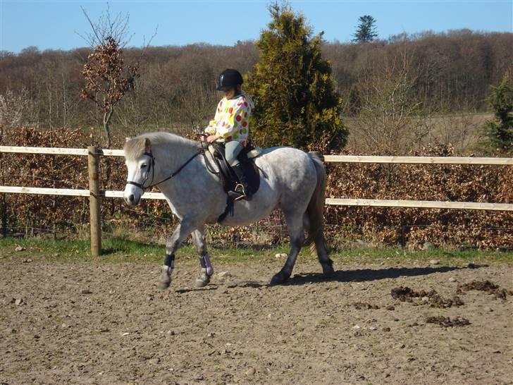 Islænder | Hlin fra Helgenæs  billede 14