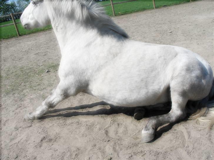 Islænder | Hlin fra Helgenæs  billede 16